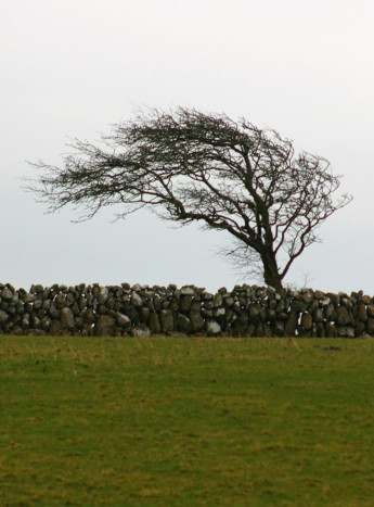 A windswept tree